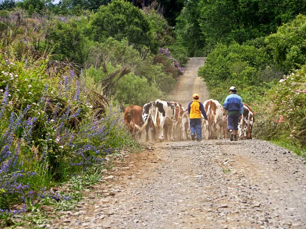 A farmer and child herding cows along a gravel road in rural Curacautín, Chile.