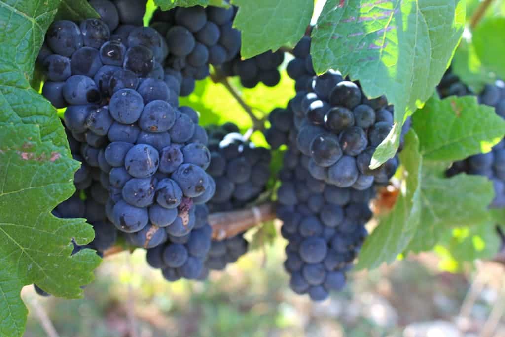 A vibrant close-up of ripe purple grapes hanging on a grapevine ready for harvest.