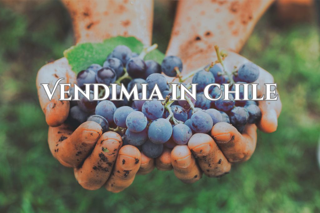 Close up picture of hands holding grapes from a grape harvest or vendimias in Chile.