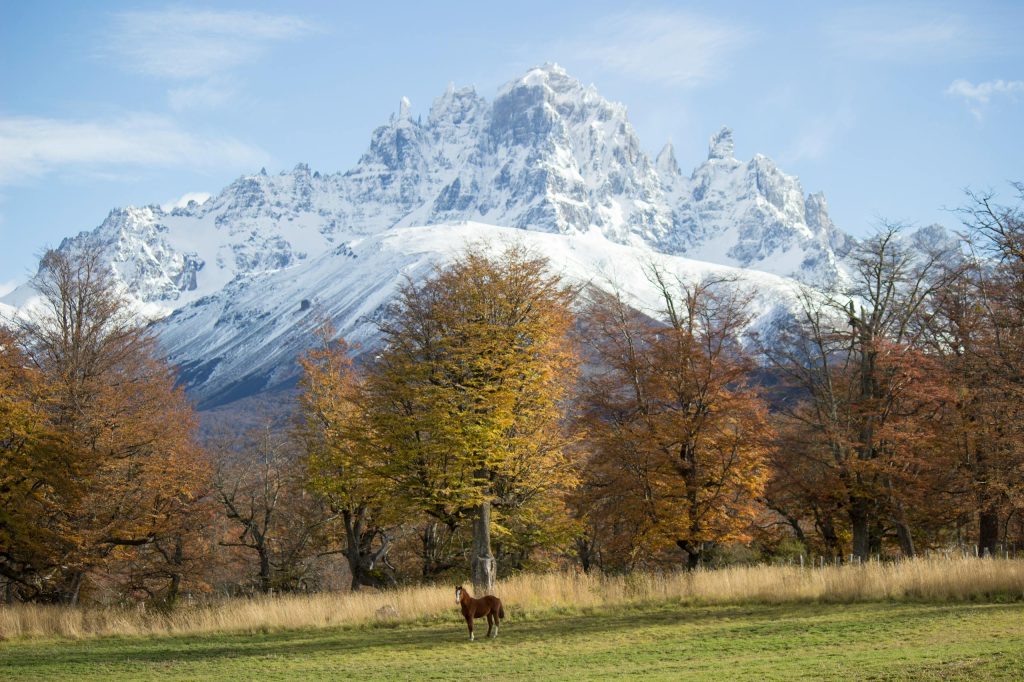 Capture of a snow-covered peak with autumn trees and a lone horse in Coyhaique, Chile.