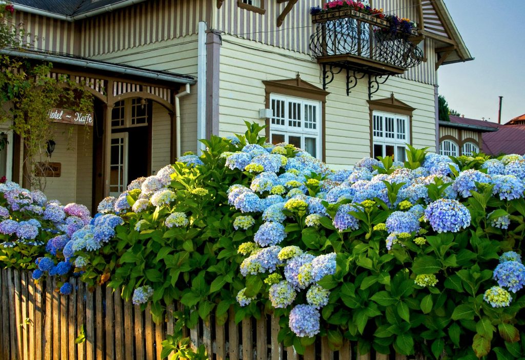 Picturesque cottage in Frutillar, Chile, framed by blooming hydrangeas under a vibrant blue sky.