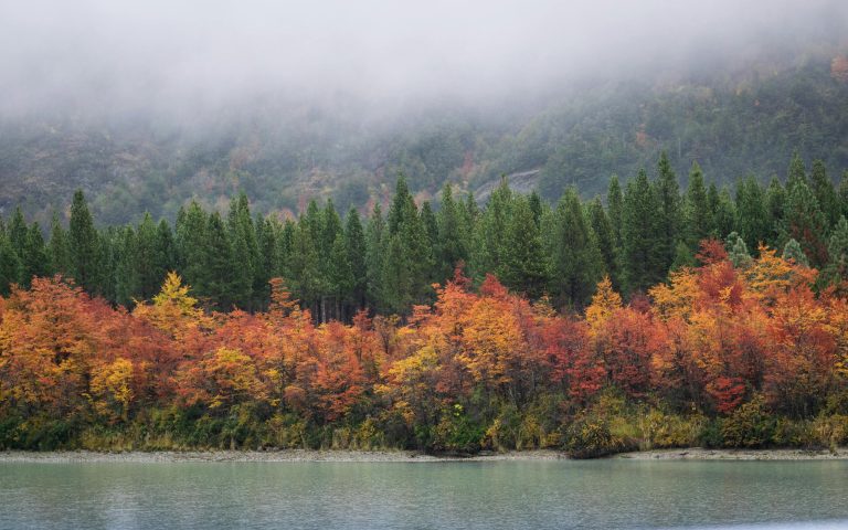 Stunning autumn landscape with vibrant foliage at Río Ibáñez in Aysén, Chile, showcasing nature's beauty.